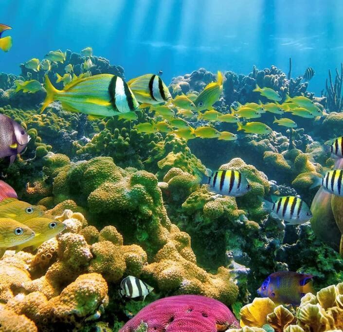 Cocon Tropical Lägenhet Vieux-Habitants Exteriör bild